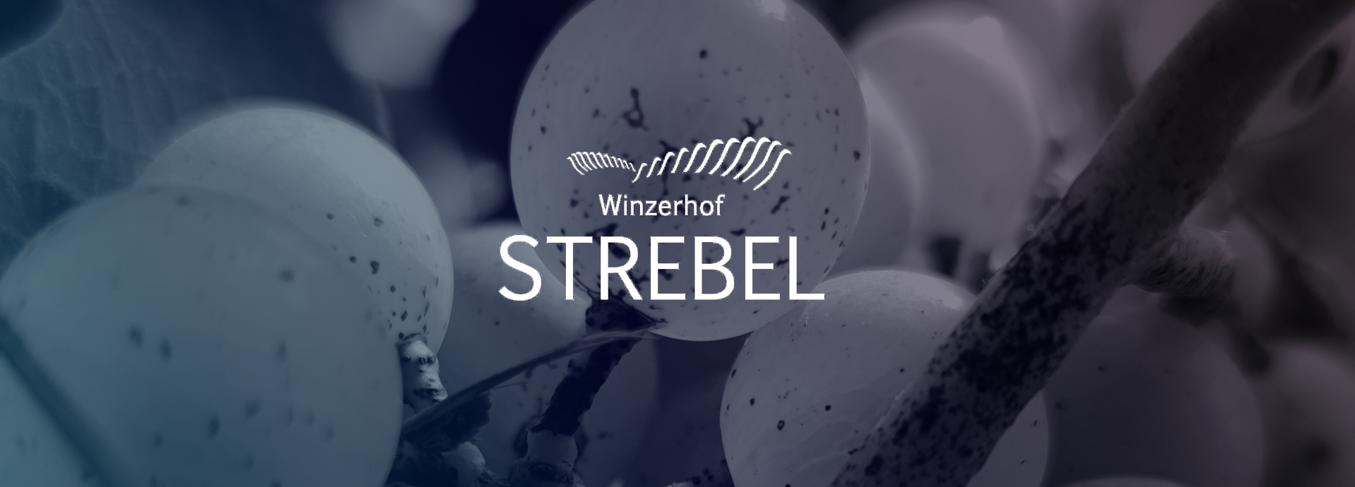 banner strebel